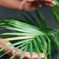 Reiki Healing For Plants Reiki Healing For Plants